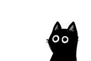 Black cat website design Adelaide